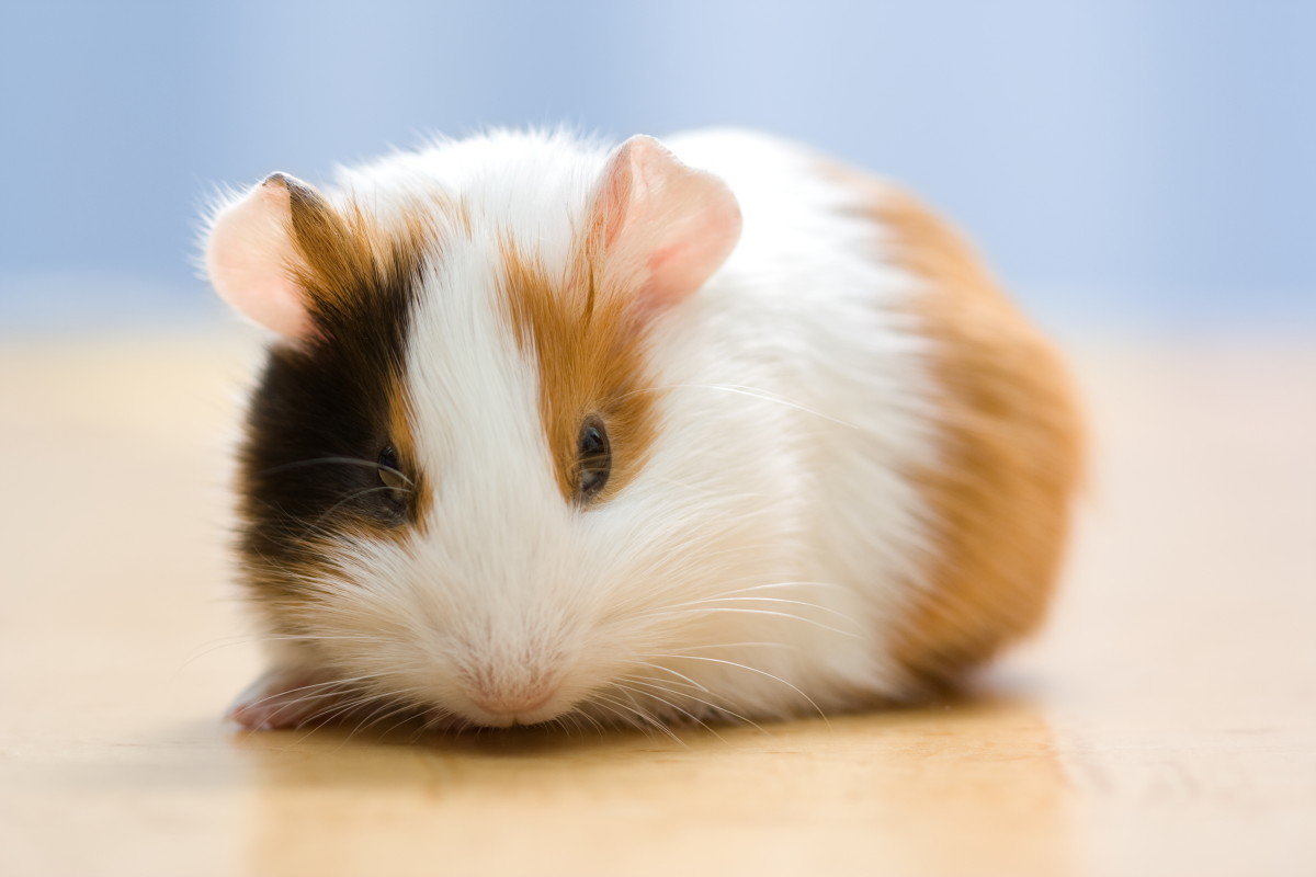 72 Cute and Funny Guinea Pig Names PetHelpful