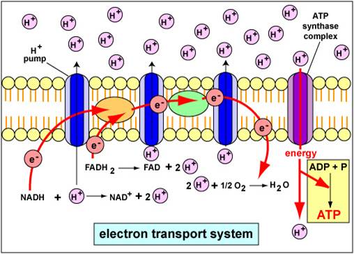 Aerobic Respiration HubPages