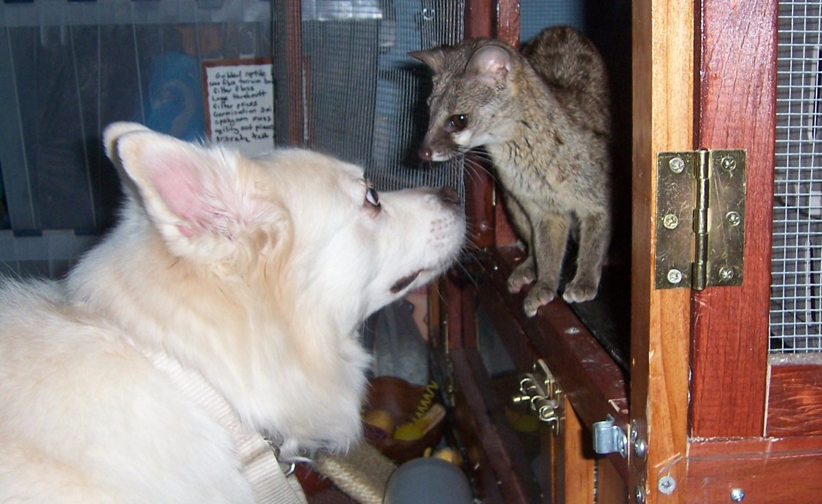 Understanding Domestication The Ethics of Wild Animals as Pets and in