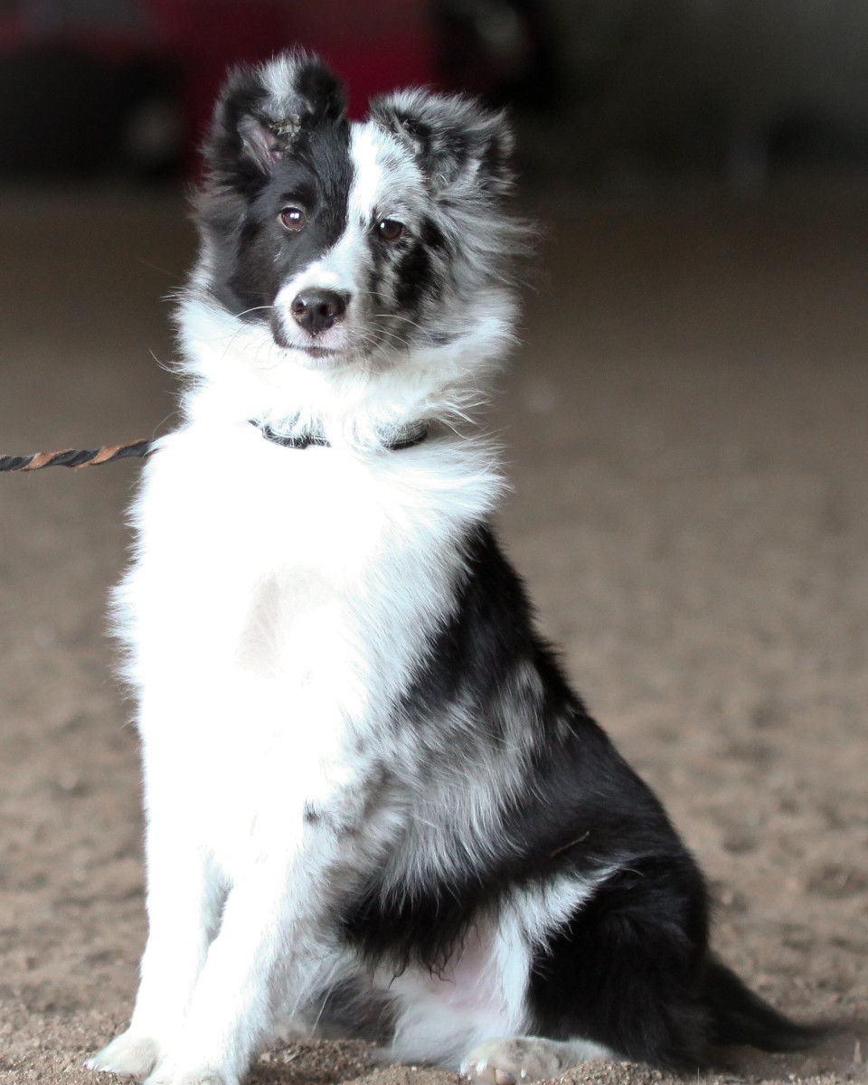 Using Research to Pick Your Next Performance Dog PetHelpful