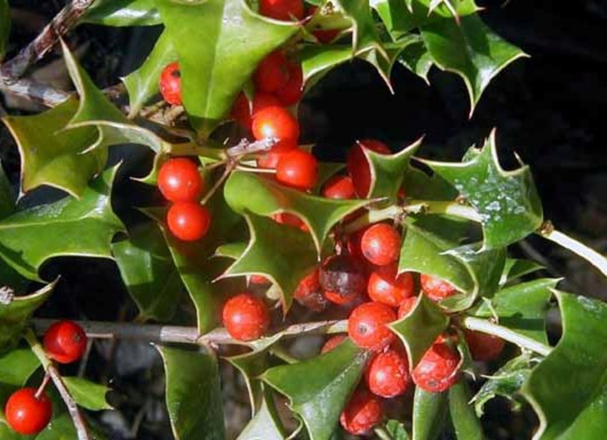 Planting & Fertilizing Chinese Holly HubPages