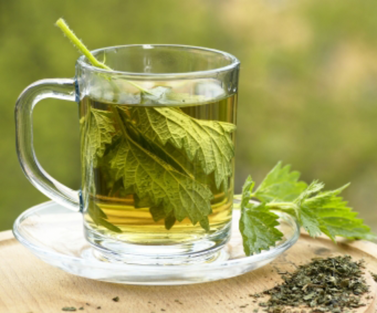 12 Health Benefits of Nettle Leaf Tea HubPages