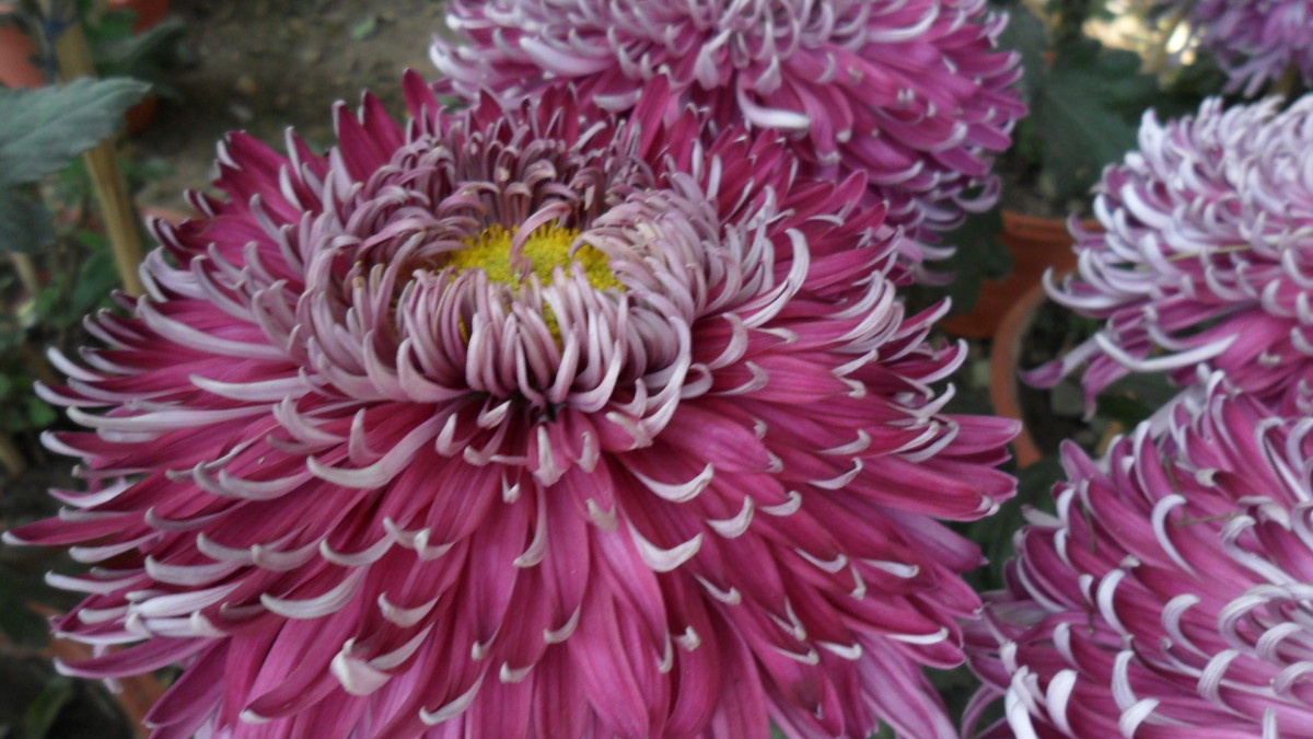 A Visit to Chrysanthemum Flowers Show at Terraced Garden, Chandigarh