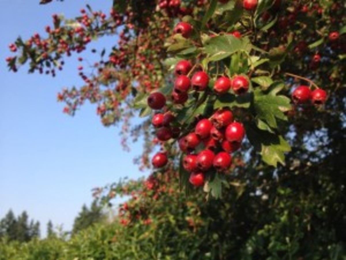 14 Health Benefits of Hawthorn Berries hubpages