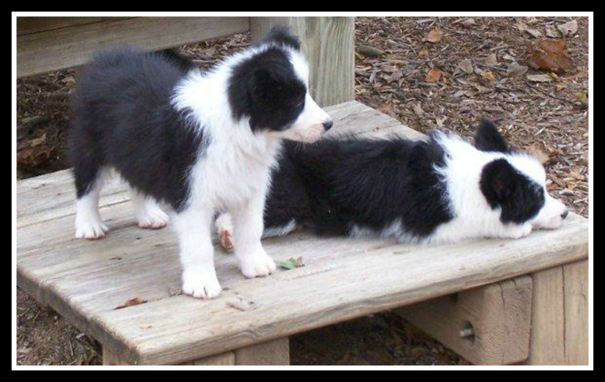 Pictures of Puppies 45 Free Cute Border Collie Puppy Images HubPages