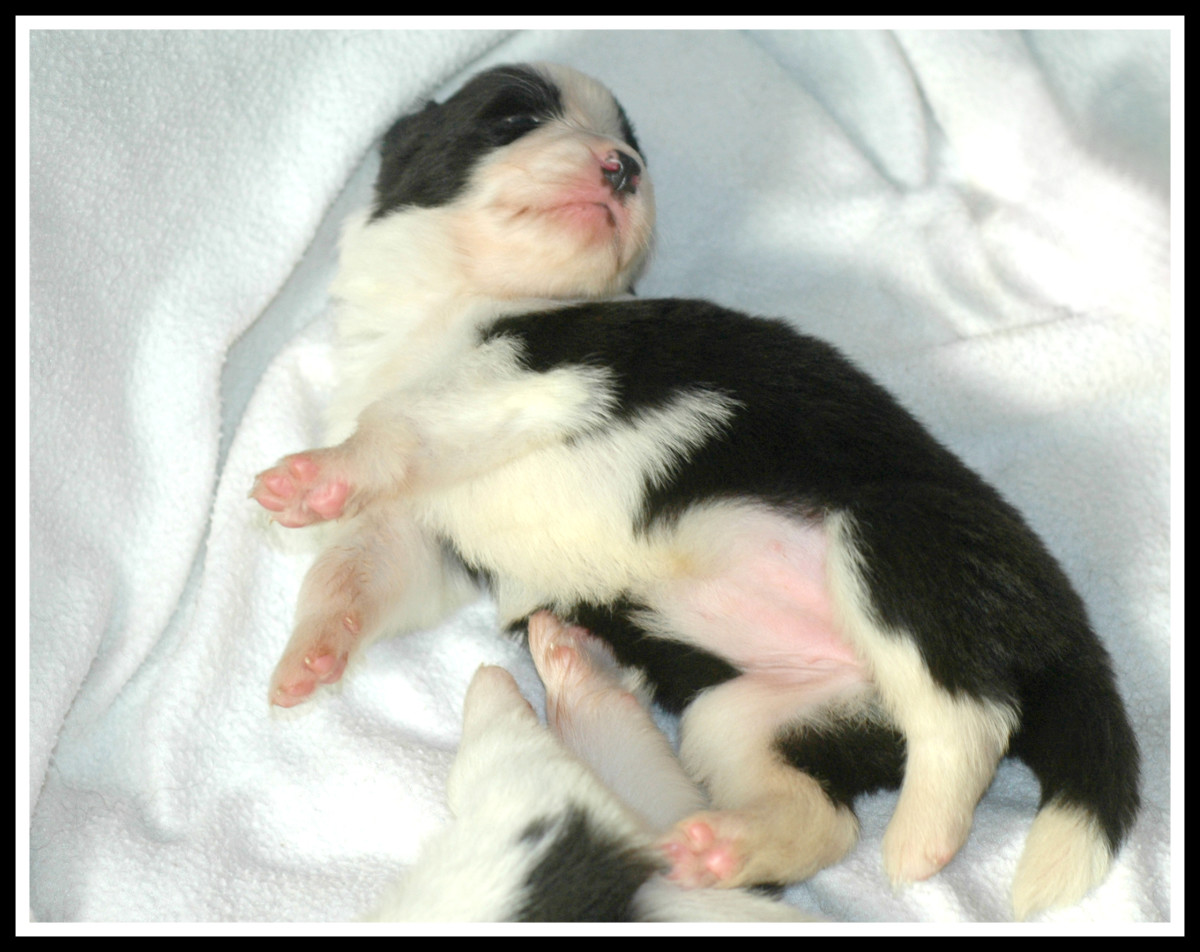 Pictures of Puppies 45 Free Cute Border Collie Puppy Images HubPages
