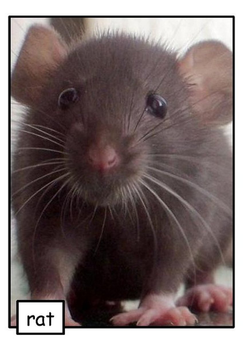 20 Supplies for Pet Rat Care, Rat Cages, and Health That Every Breeder