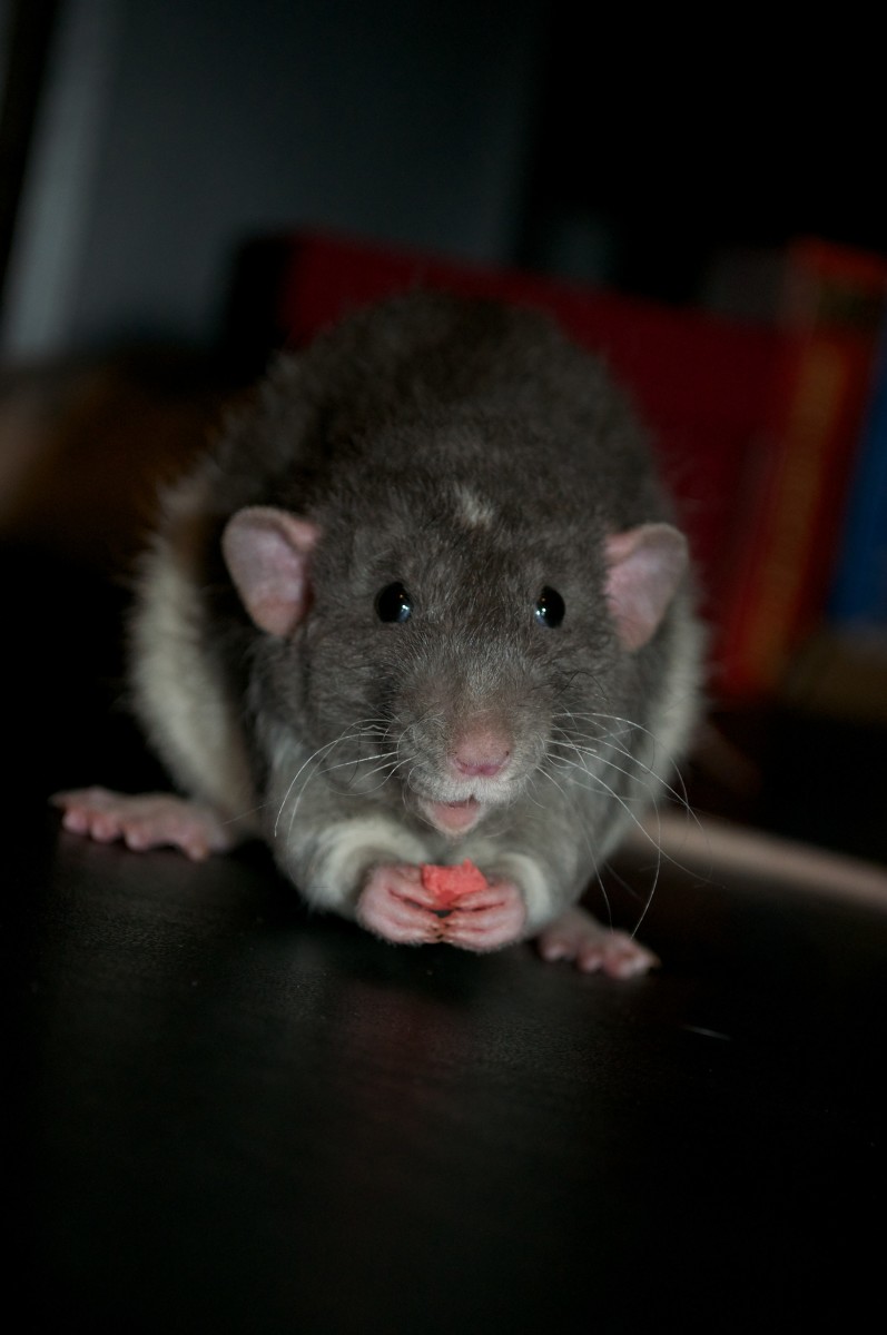 20 Supplies for Pet Rat Care and Rat Cages That Every Breeder and Owner