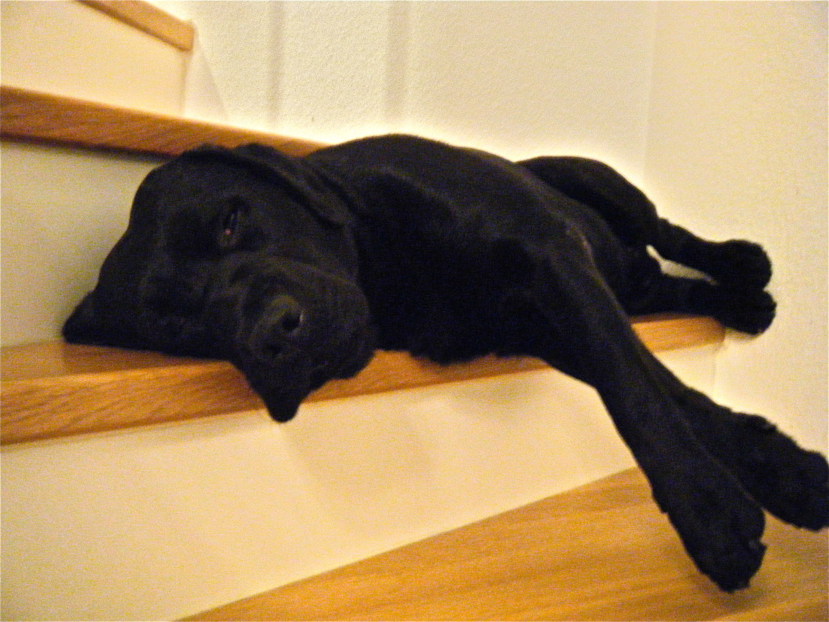 How to train a Labrador Retriever Housebreaking and Potty training