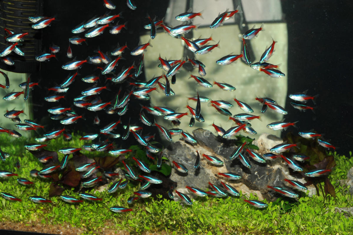 How to Care for Tetras (a Popular Home Aquarium Fish) PetHelpful