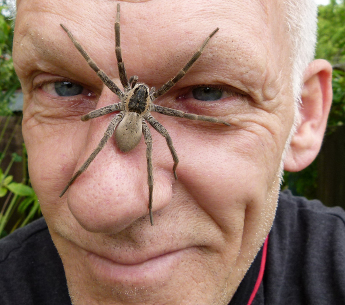 Wolf Spiders & Dock Spiders or Fishing Spiders; A ComparisonPlus My