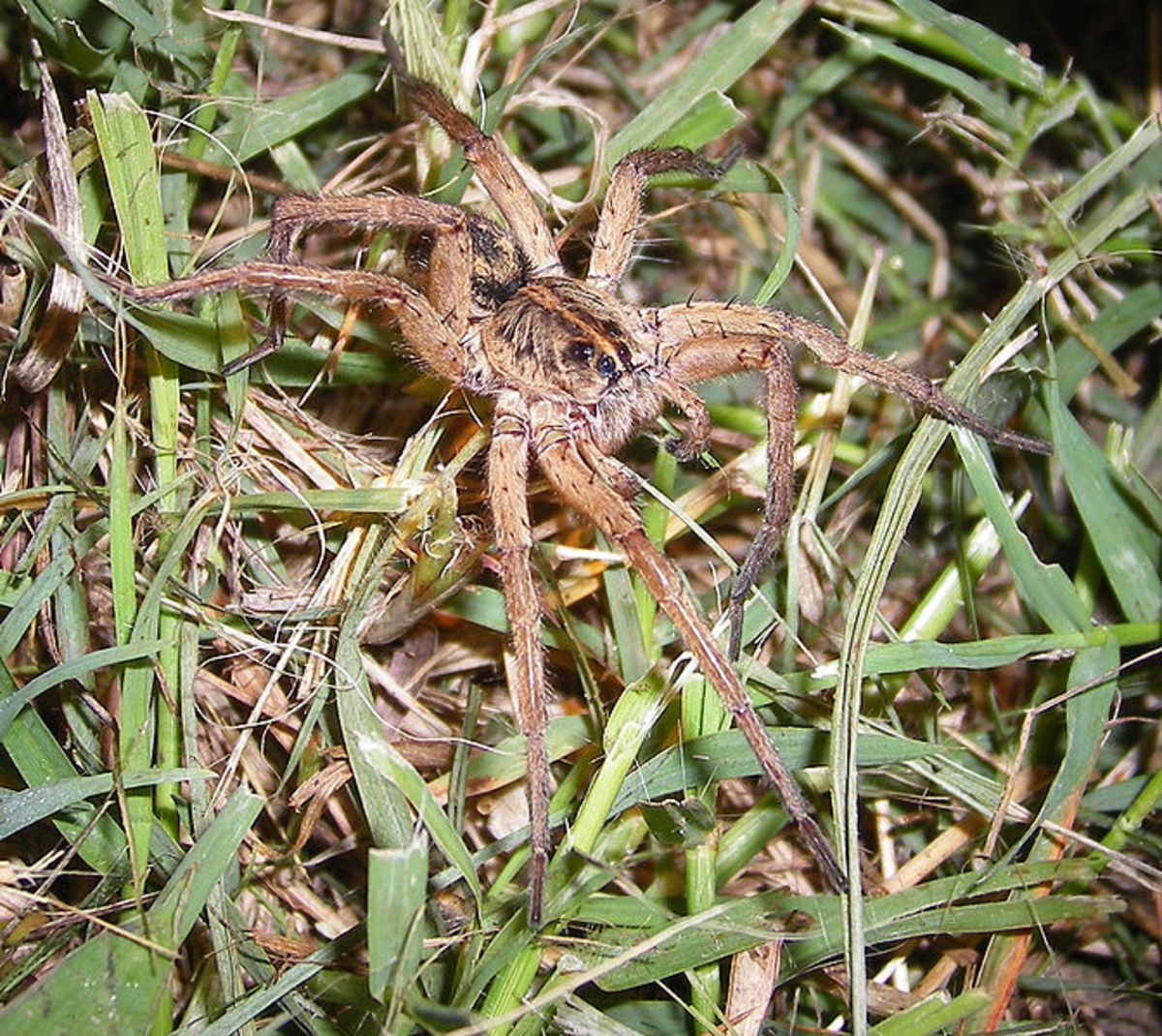 Wolf Spiders & Dock Spiders or Fishing Spiders; A ComparisonPlus My Meeting With a Giant Wolf