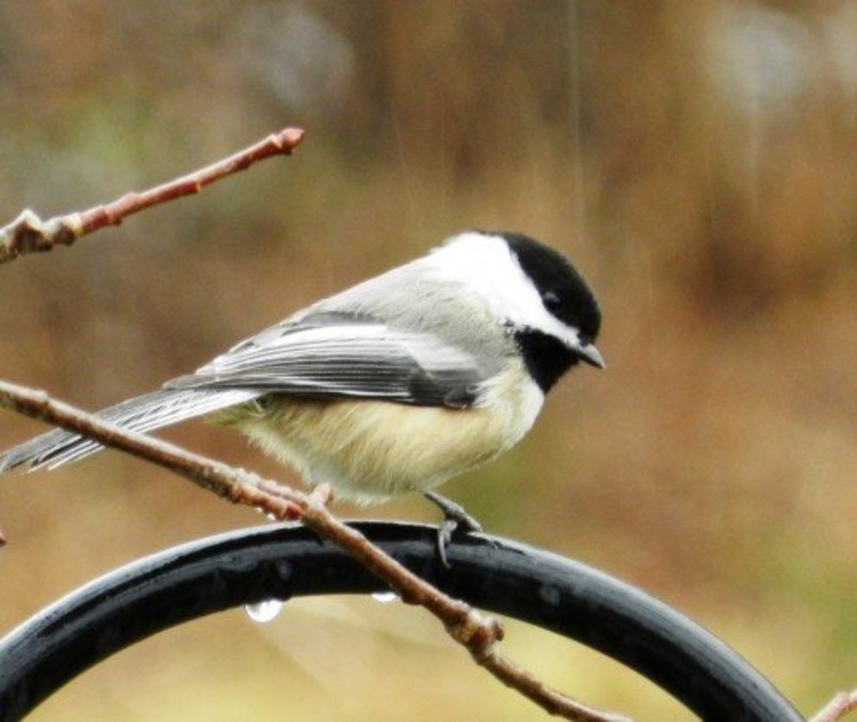 16 Common Songbirds of Pennsylvania Owlcation
