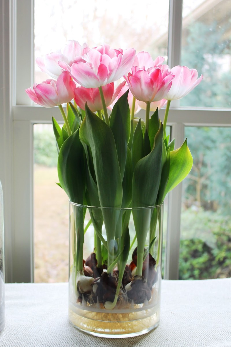 How to Grow Tulips and Other Perennials in Glass Jars in Your Home All