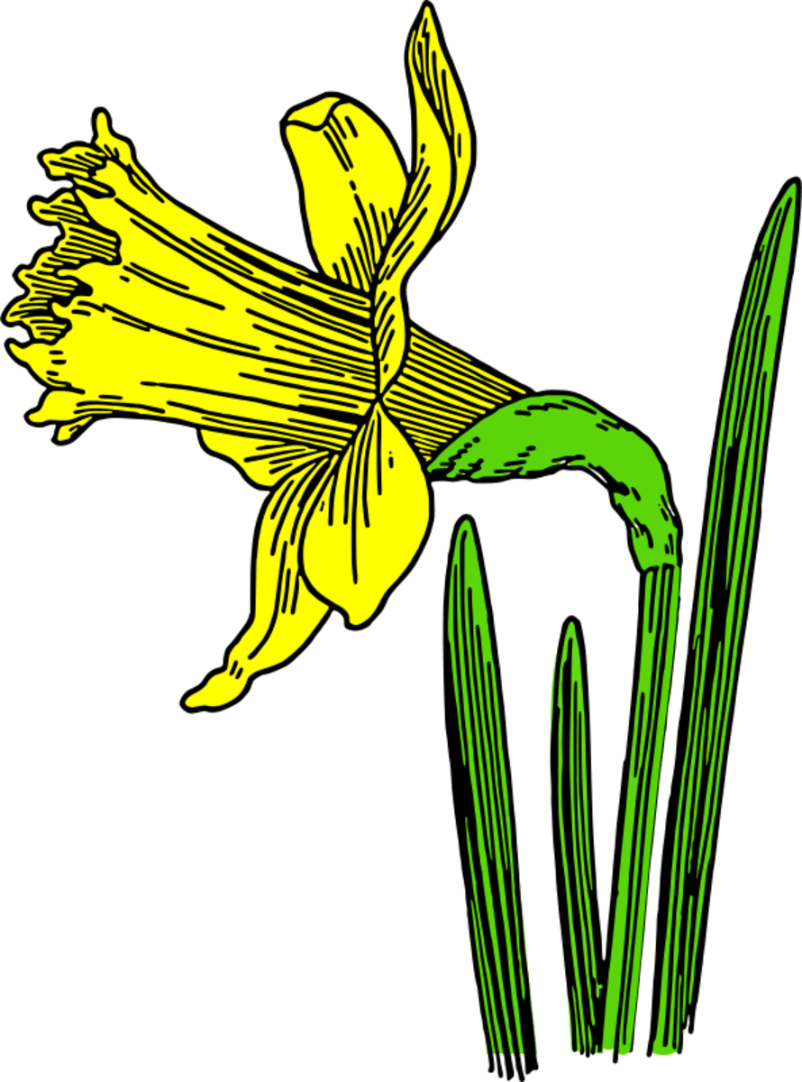 FLOWER CLIP ART Collection of 150 HubPages