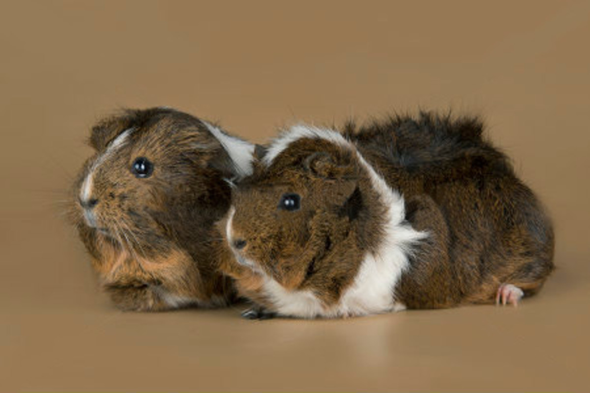 About Abyssinian Guinea Pigs Care Guide, Breeds, Fur Colours, Origin