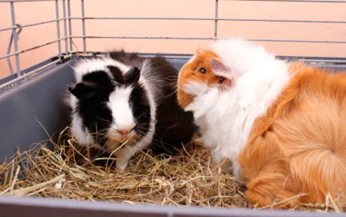 About Abyssinian Guinea Pigs Care Guide, Breeds, Fur Colours, Origin