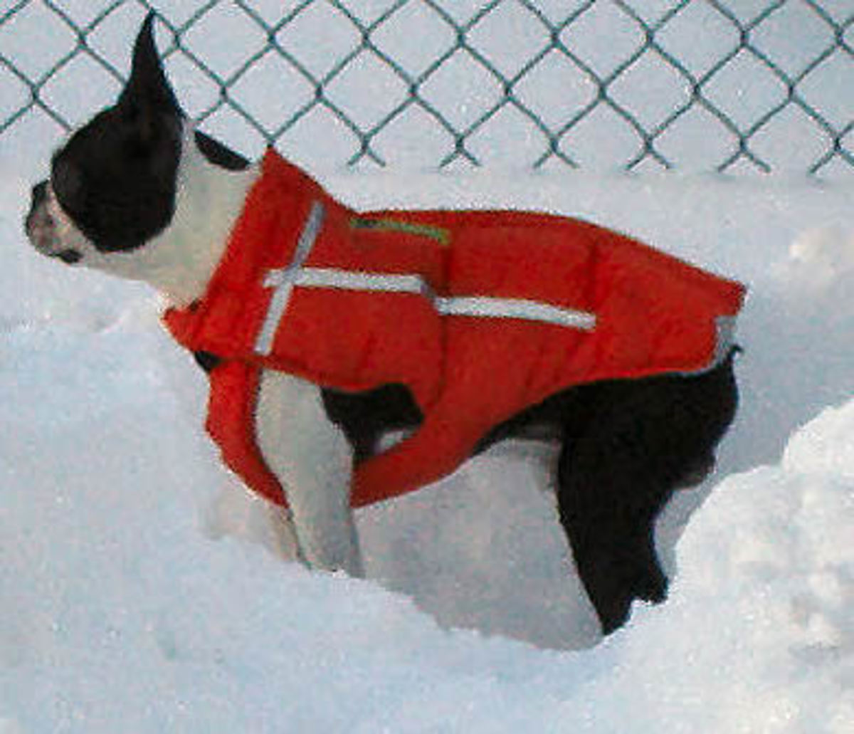 Great Gear for Your Boston Terrier HubPages