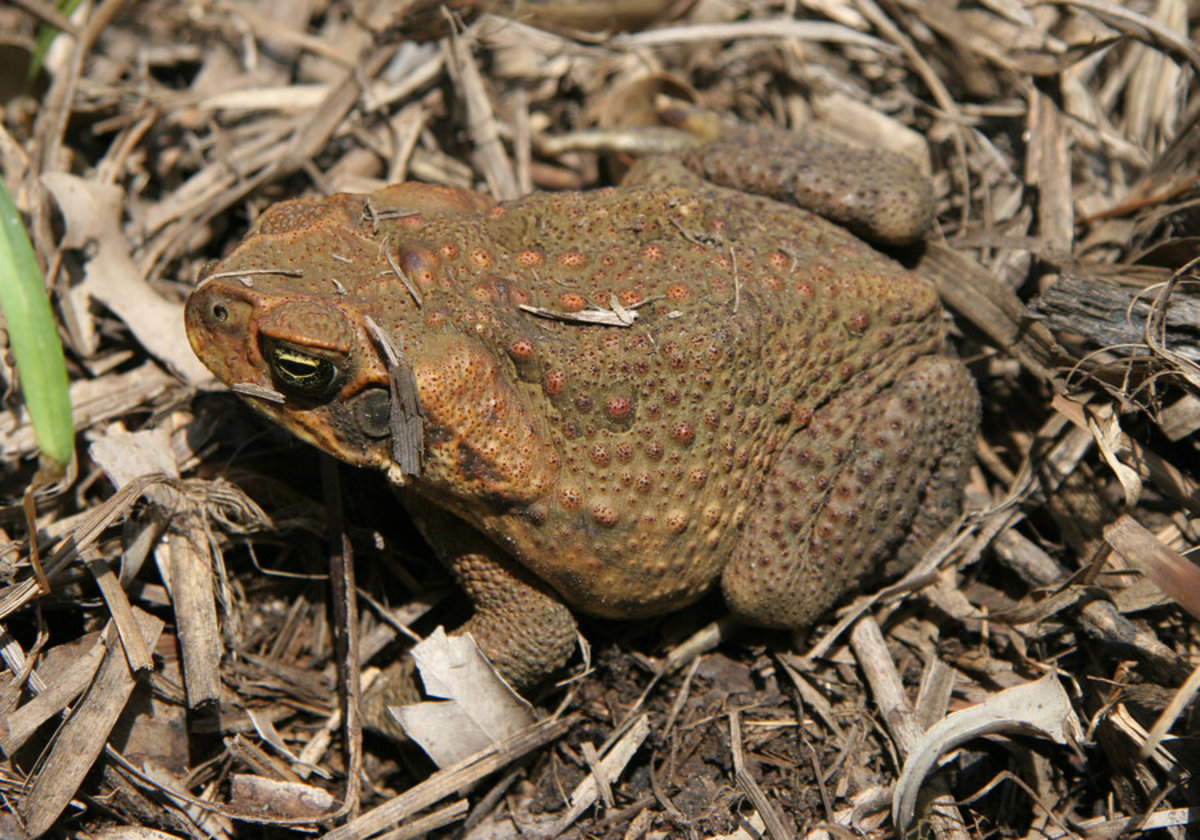 How to Keep a Wild Toad for a Pet PetHelpful