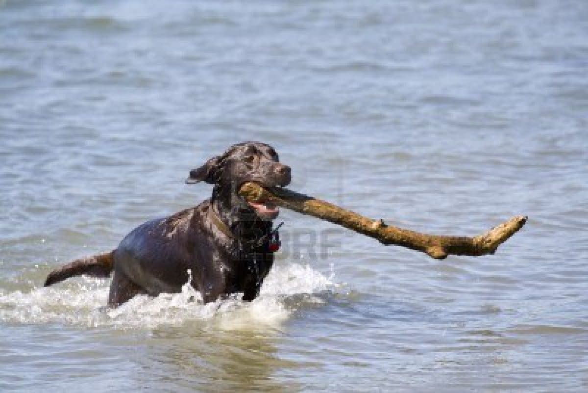 How to train a Labrador Retriever Housebreaking and Potty training