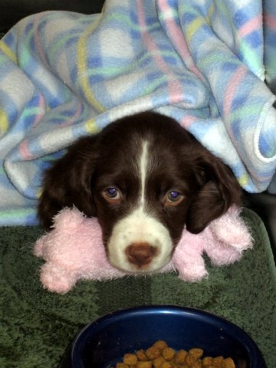 Best Six Medium Sized Dog Breeds For An Apartment PetHelpful