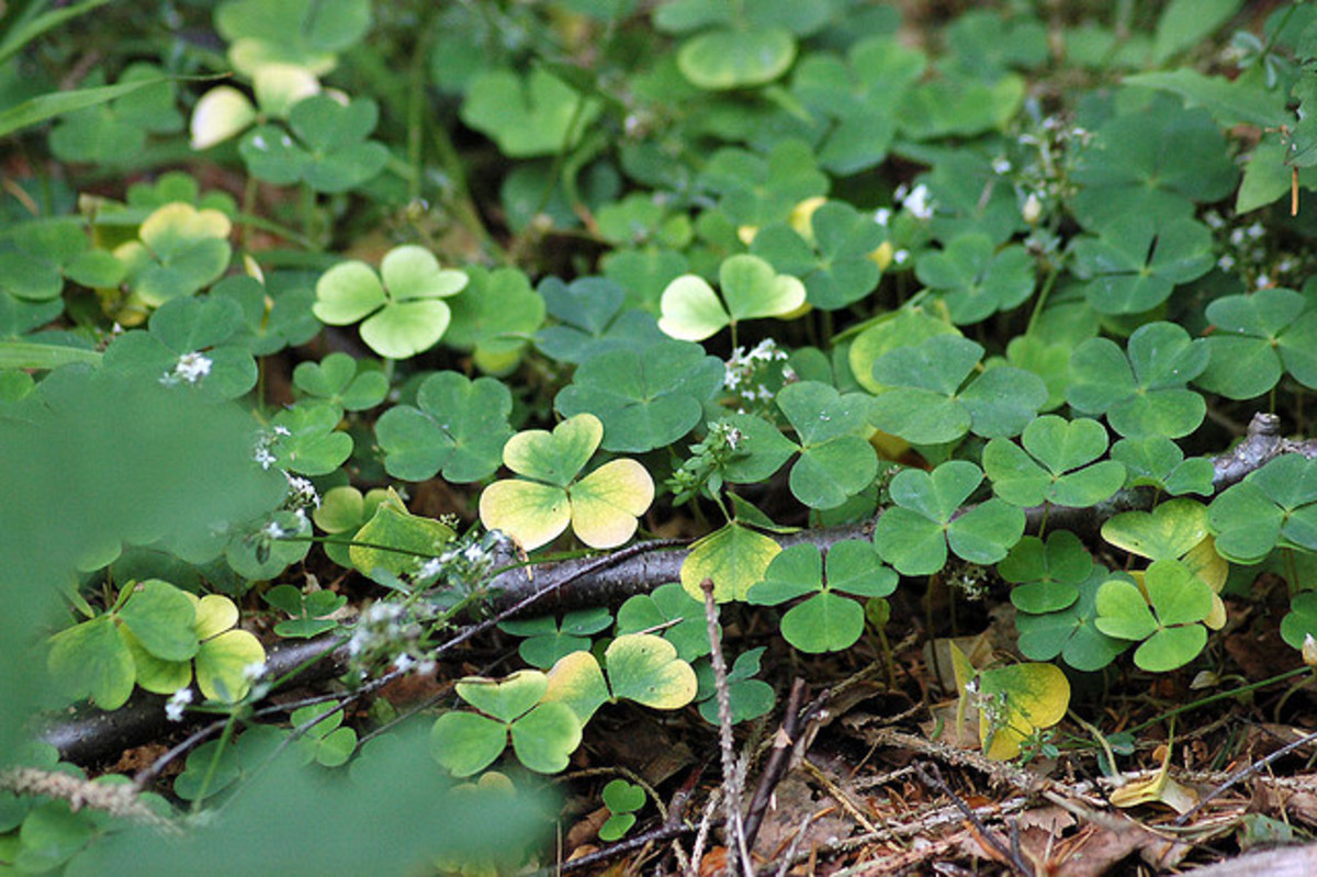 How to Grow Shamrocks for St. Patrick's Day Dengarden