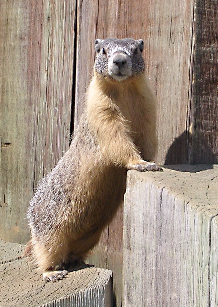 The Marmots of British Columbia Wildlife in Canada Owlcation
