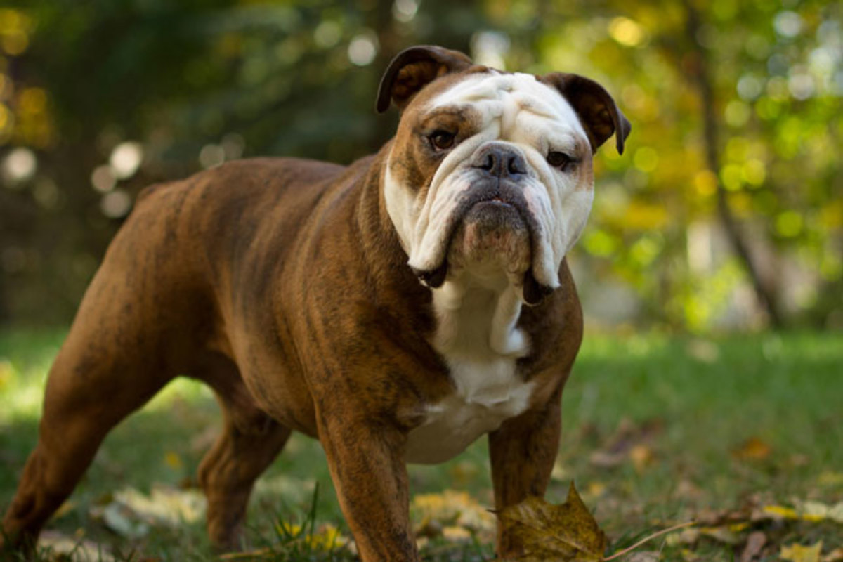 My Top 11 Dog Breeds HubPages