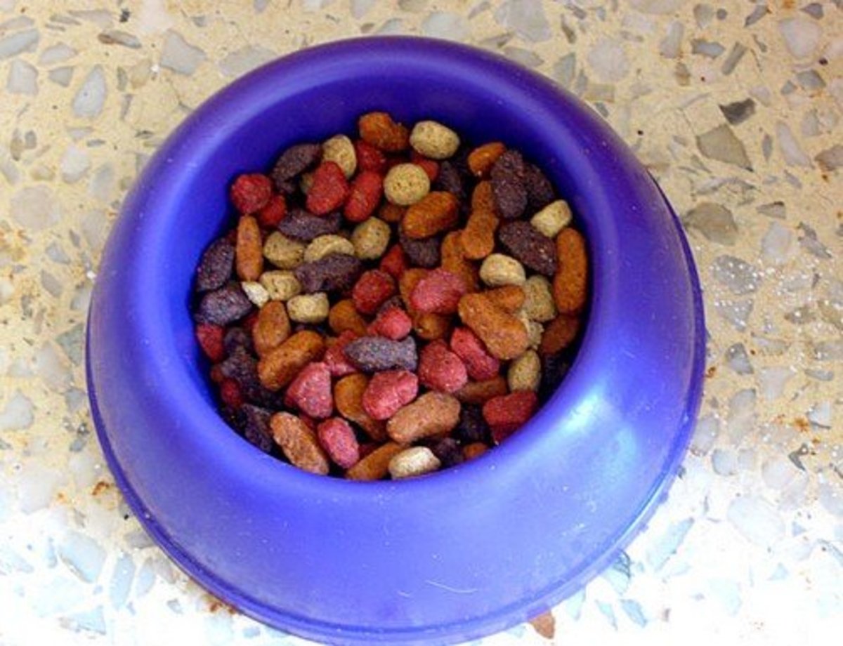 Dog Stool Information What Do Normal Dog Stools Look Like? PetHelpful