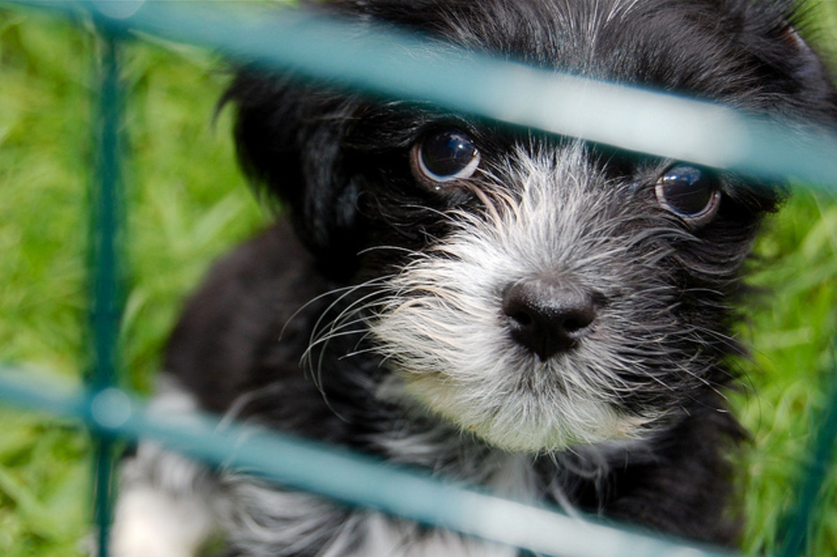 Havanese Dogs Make Great Family Pets PetHelpful