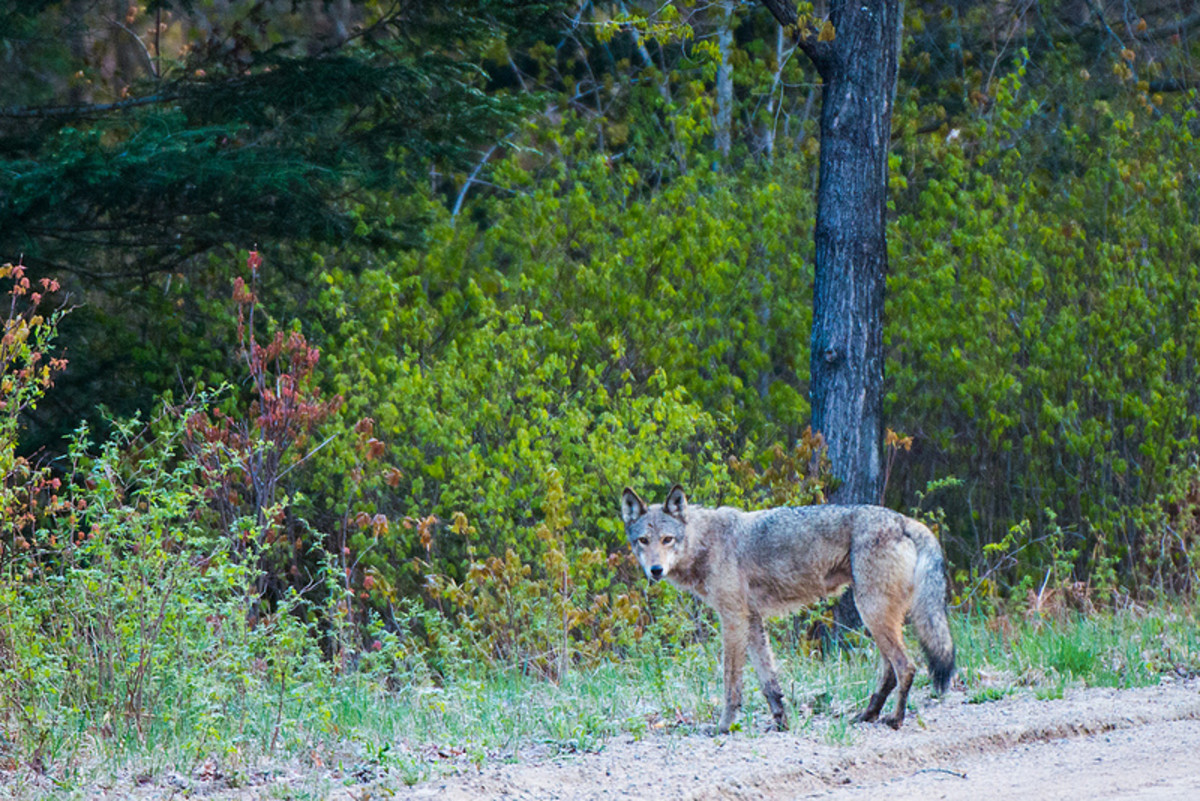 The Eastern Wolves of Algonquin Park Owlcation