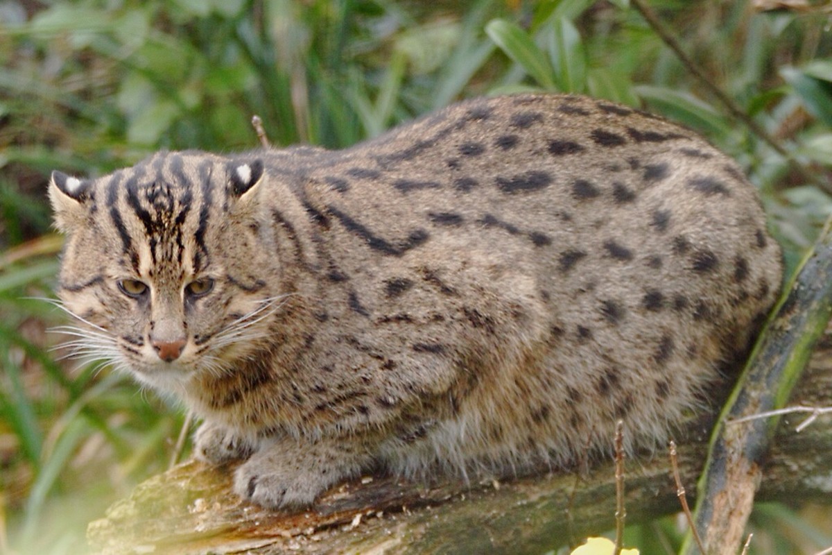 Fishing Cat Domestic at Frances Pena blog