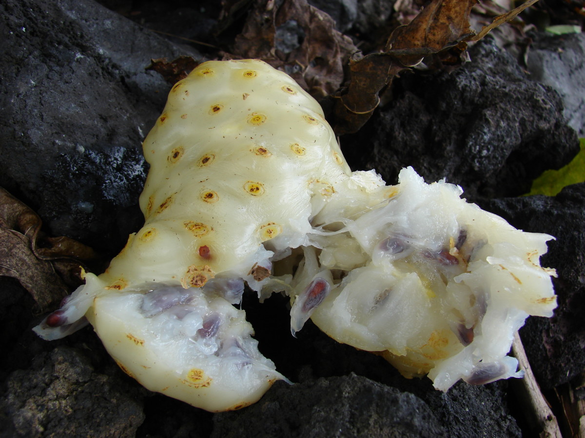 The Health Benefits Of Noni Fruit (Morinda citrifolia) And Noni Juice