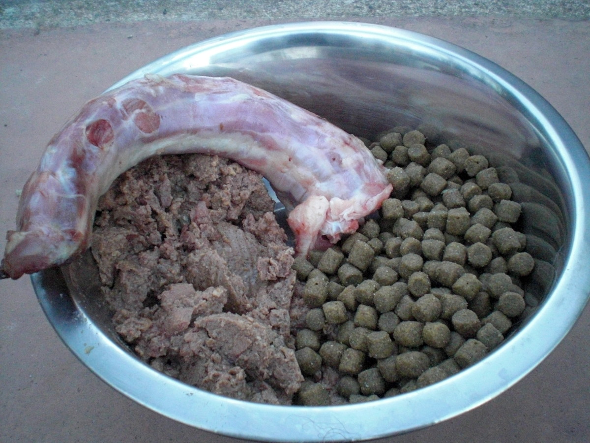 Ways to Treat a Dog With a Sensitive Stomach PetHelpful