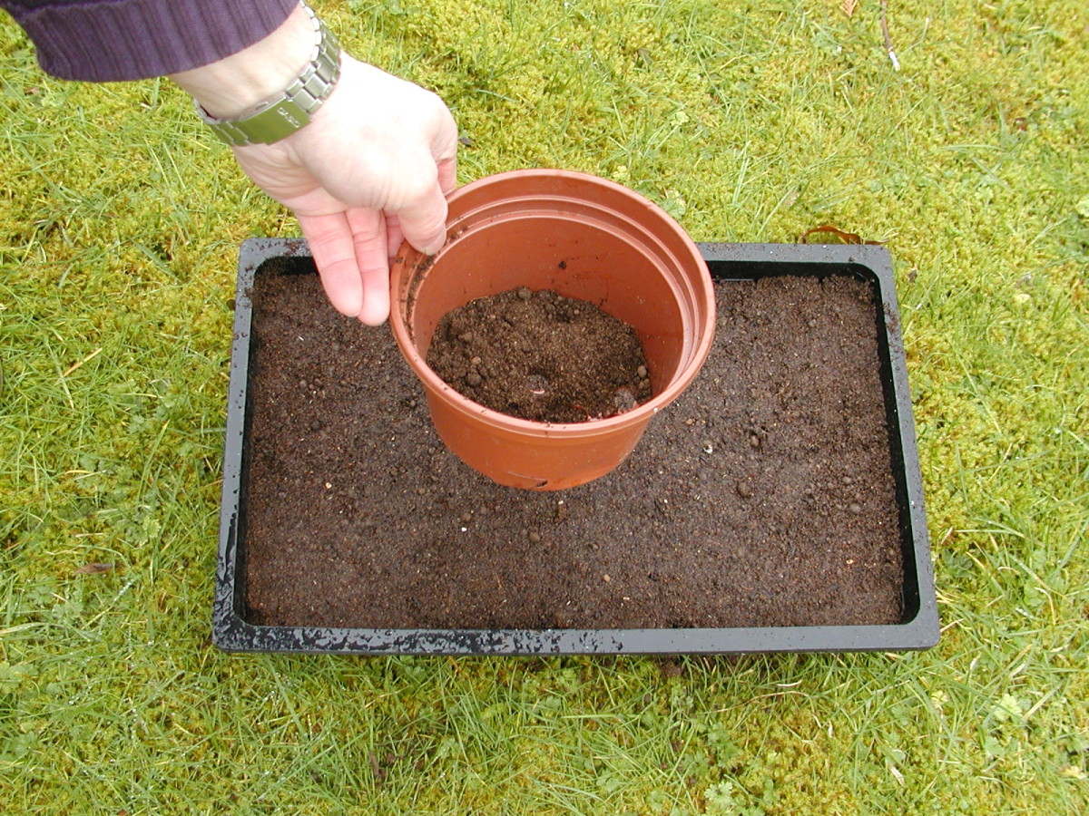 Gardening for Beginners 10 Easy Steps to Sowing Seeds Dengarden