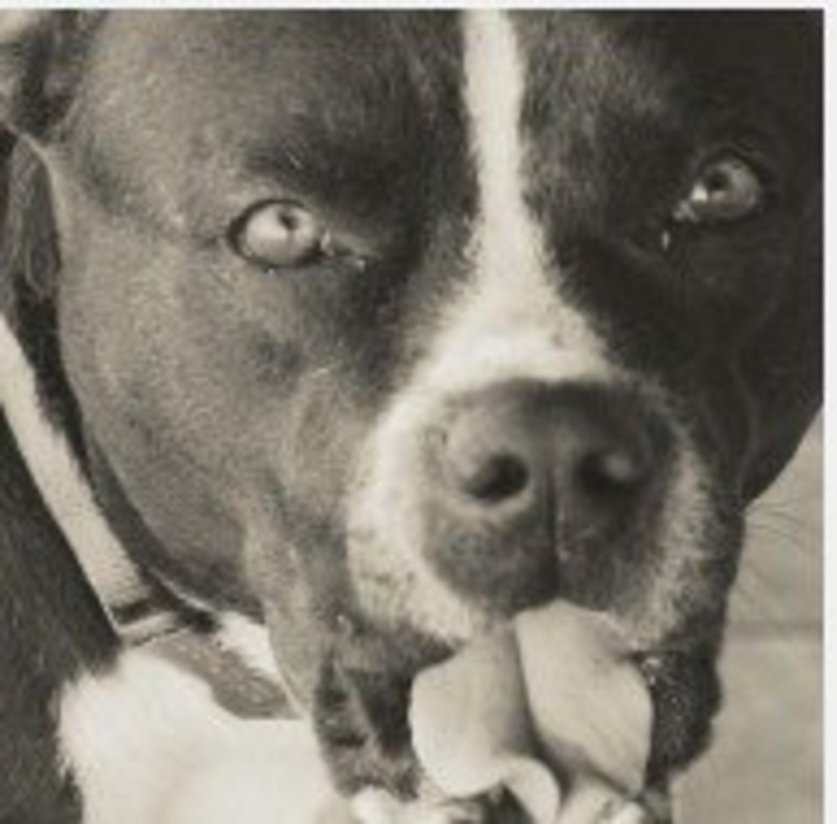 Are All Pit Bulls Aggressive Towards Other Dogs? PetHelpful