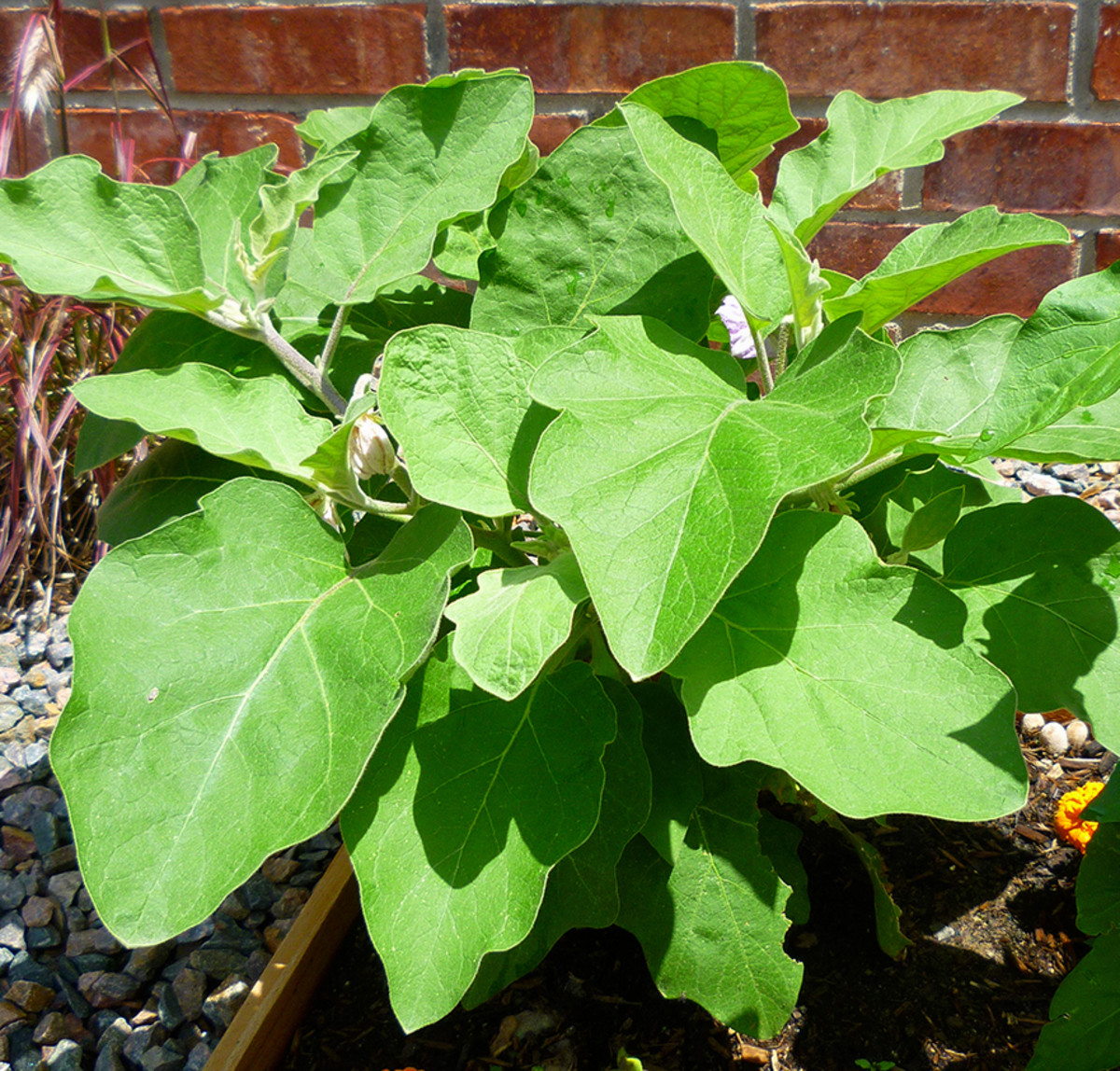 How to Grow Eggplant in Containers Dengarden