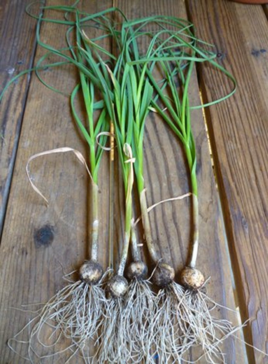 How to Grow Garlic in a Pot Dengarden