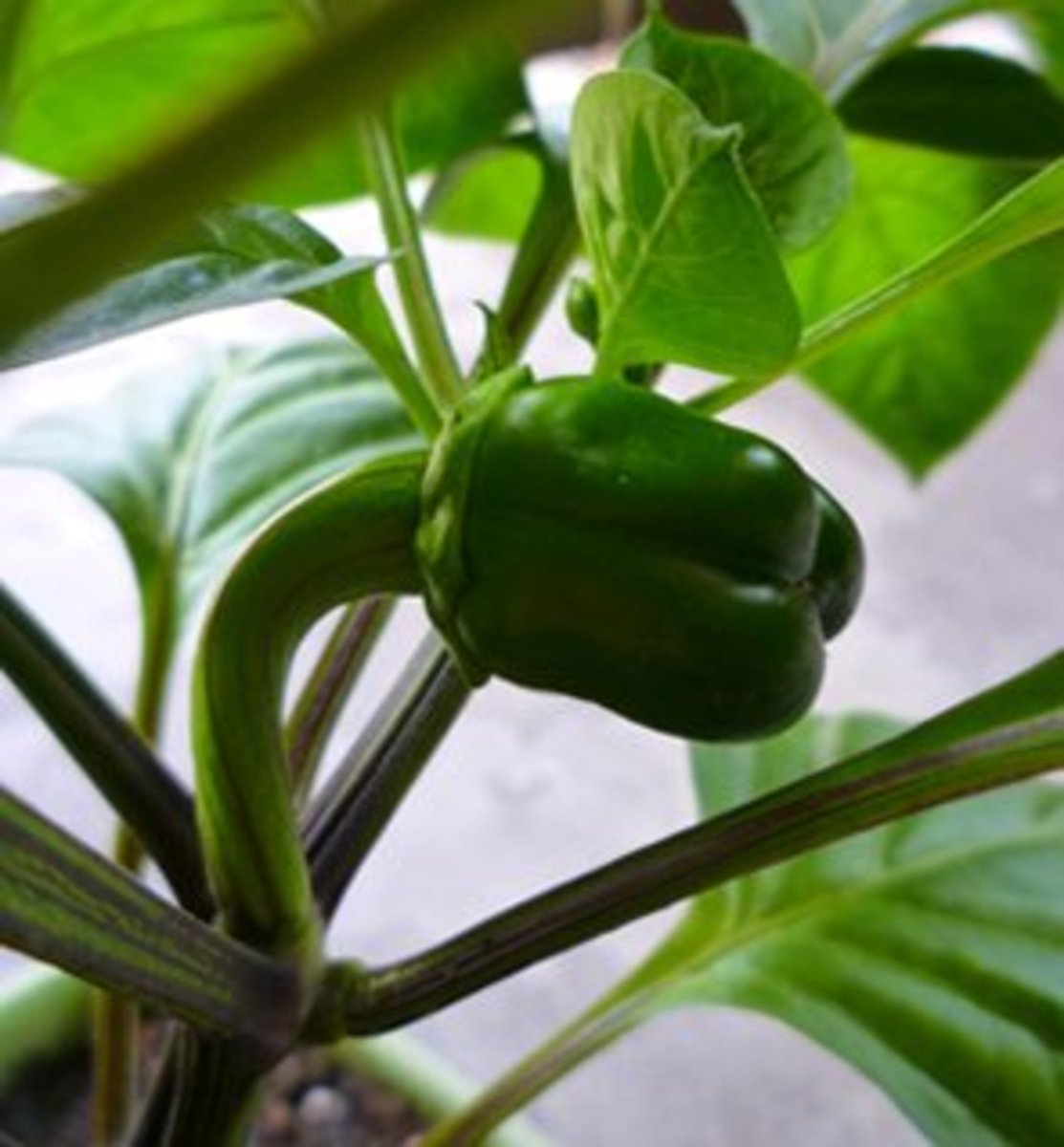 Caring for Pepper Plants Dengarden