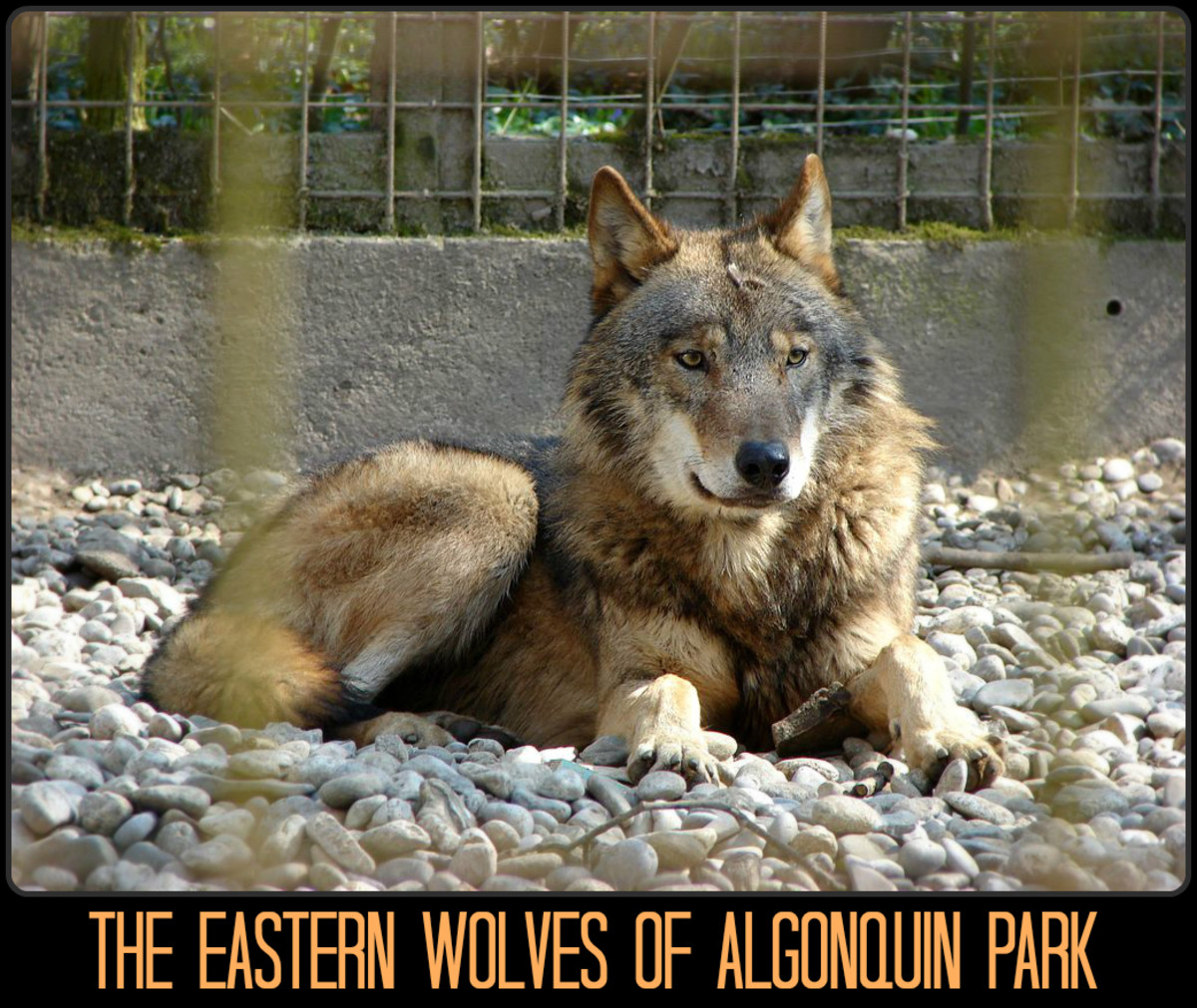 The Dire Wolf, the Largest Wolf to Have Ever Lived hubpages