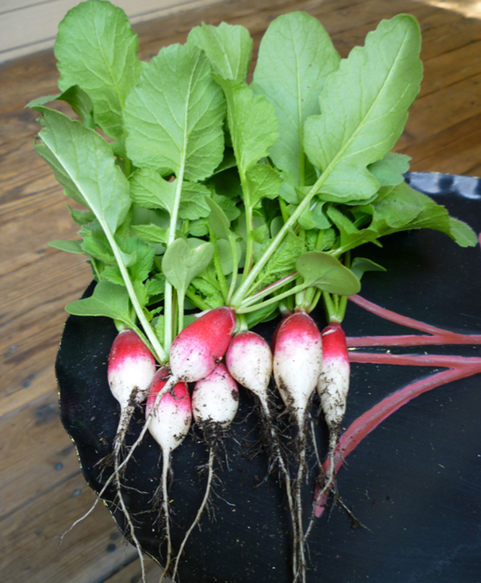 Grow Radishes in Containers Dengarden