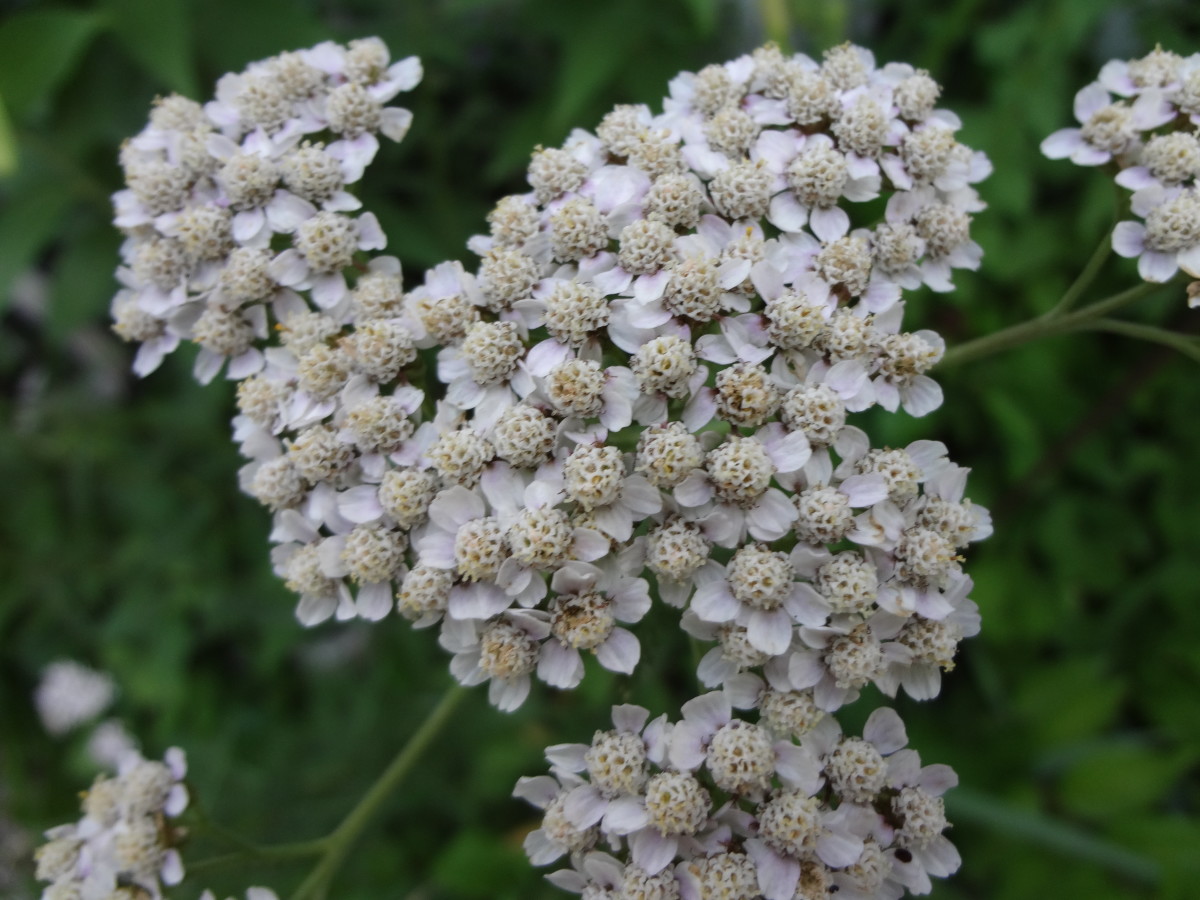 Plant Spotlight Yarrow (Achillea Millefolium) HubPages