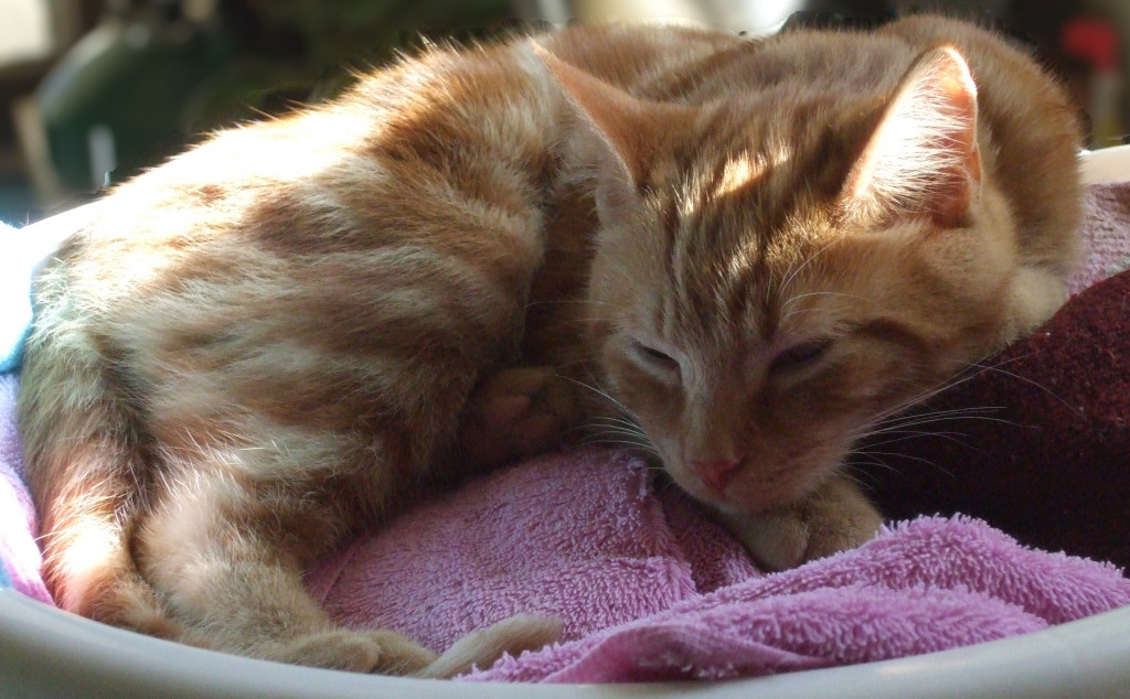 Training a Kitten to be a Lap Cat