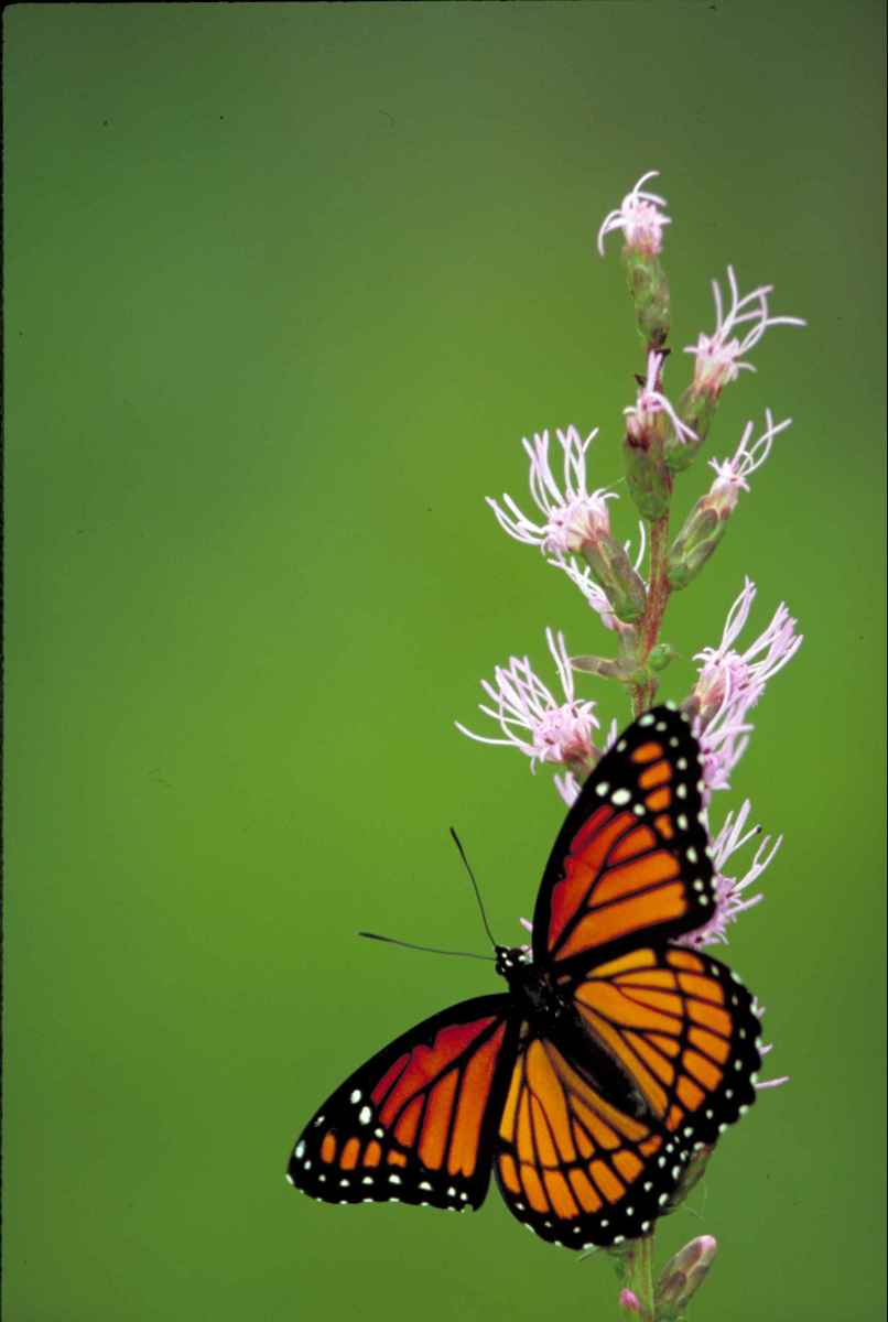 Common Butterflies Seen in the Midwest USA HubPages