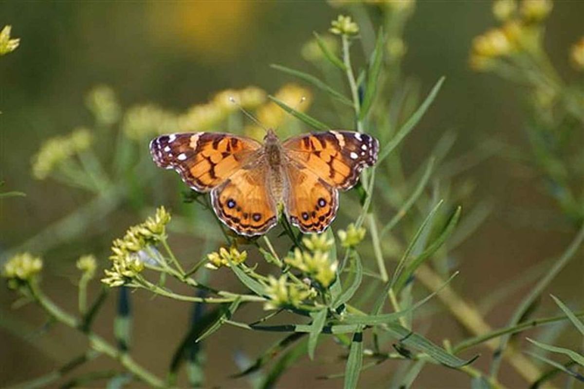 Common Butterflies Seen in the Midwest USA HubPages