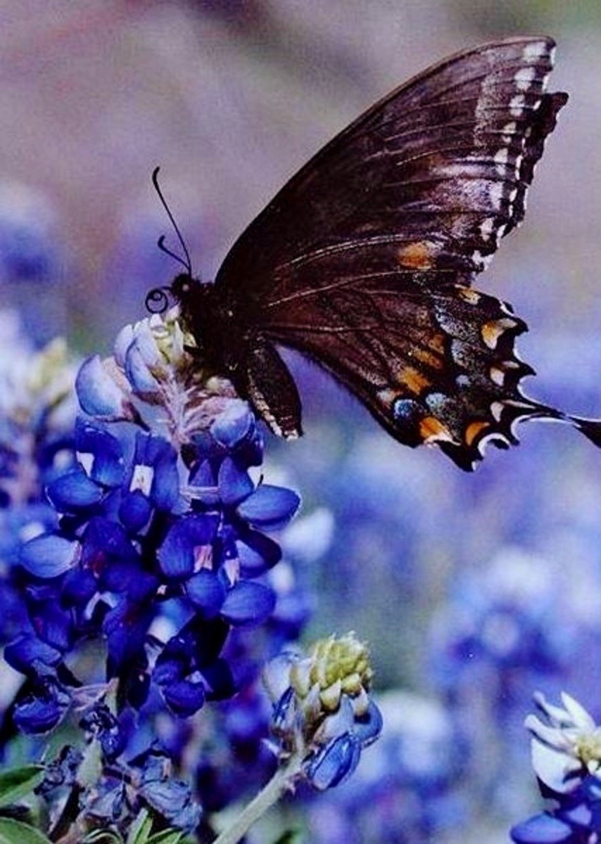 Common Butterflies Seen in the Midwest USA HubPages
