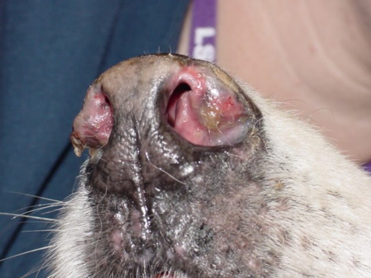 Why does my dog have crusty sores on her nose and what can