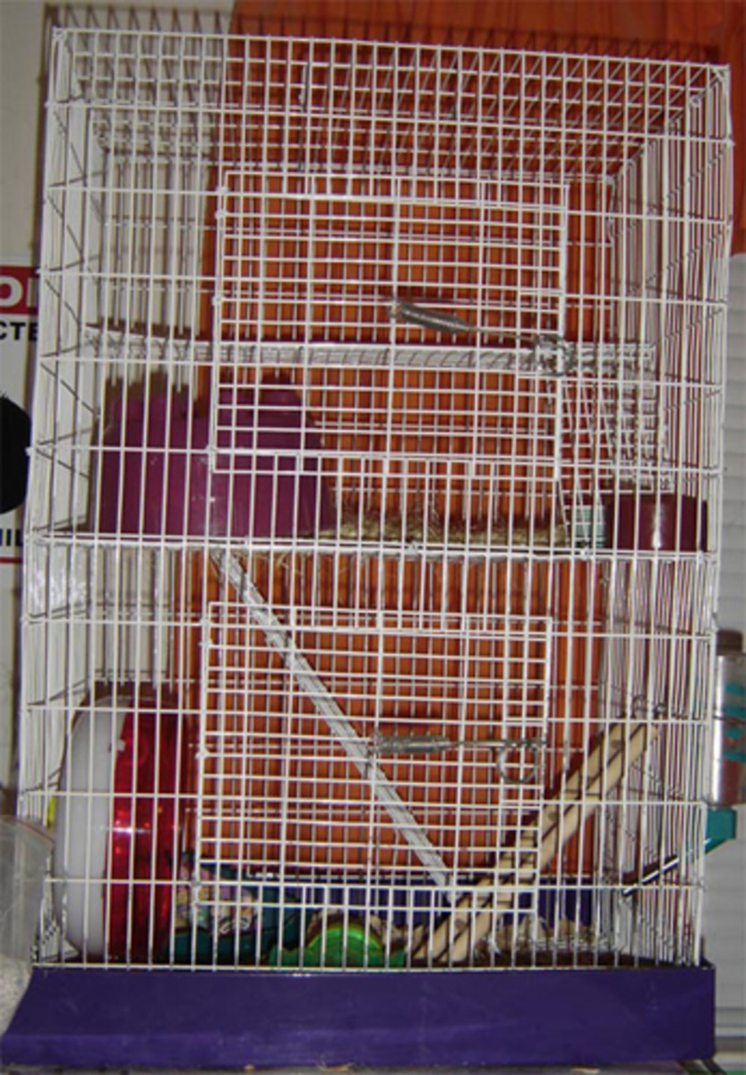 How to Care for Pet Hamsters Behavior, Diet, Housing, and More