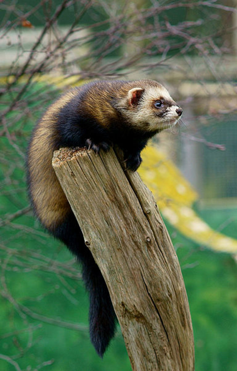 British Wildlife The Polecat hubpages