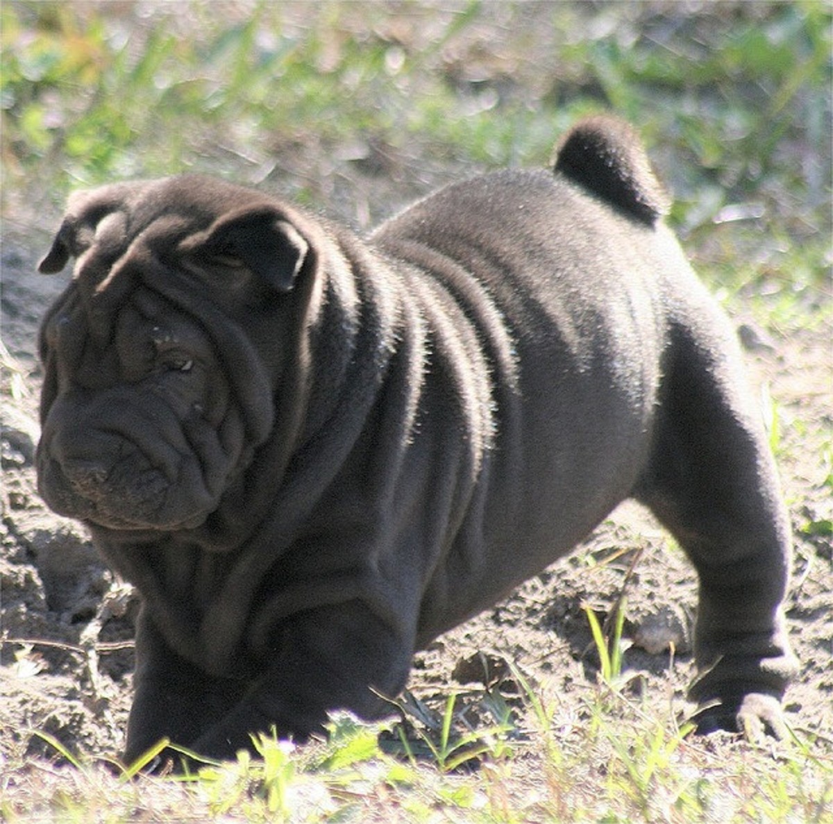 Best Medium Sized Guard Dog Breeds PetHelpful